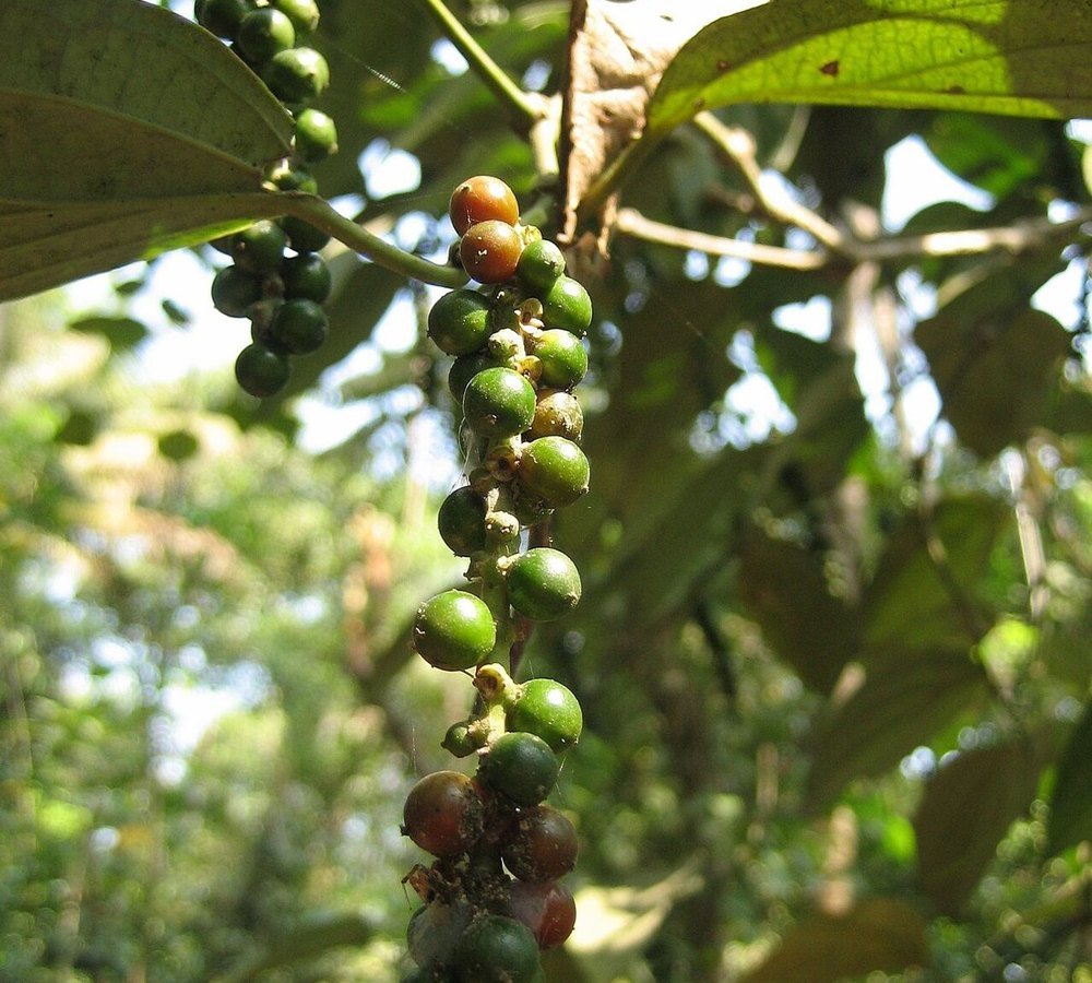 மிளகு