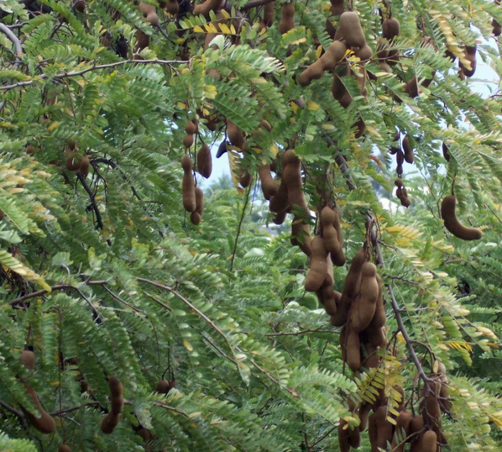 புளி (விதை நீக்கியது)