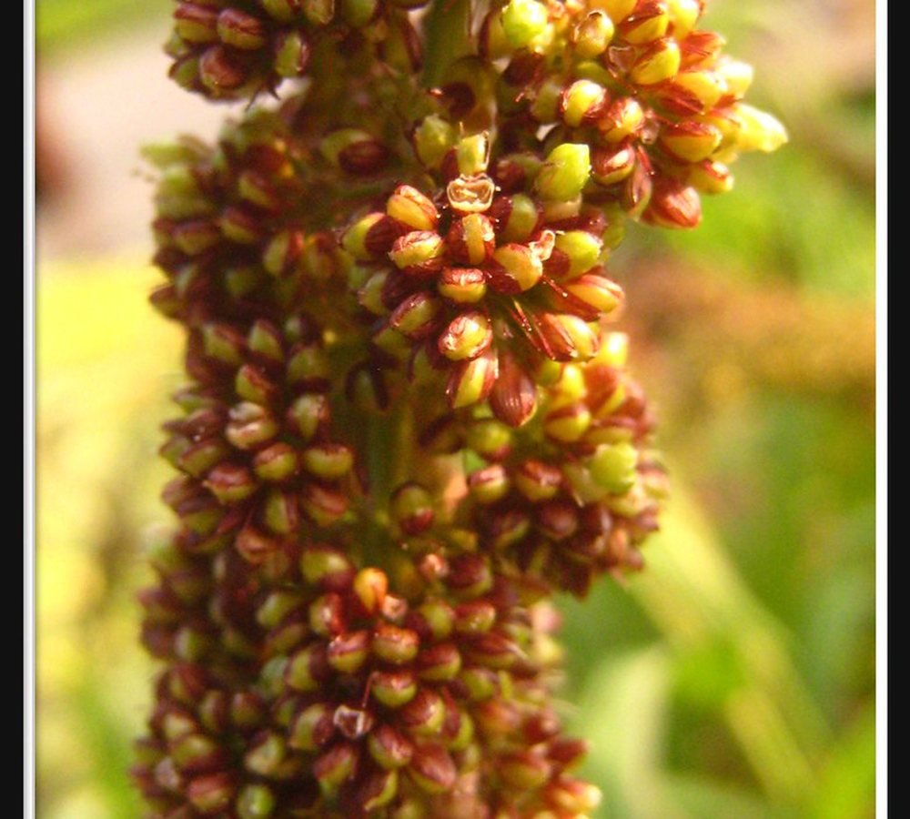 சிறுதானியம்
